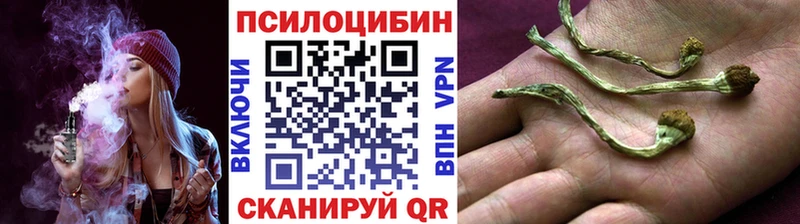 купить наркотики цена  Кувандык  Галлюциногенные грибы Psilocybine cubensis 